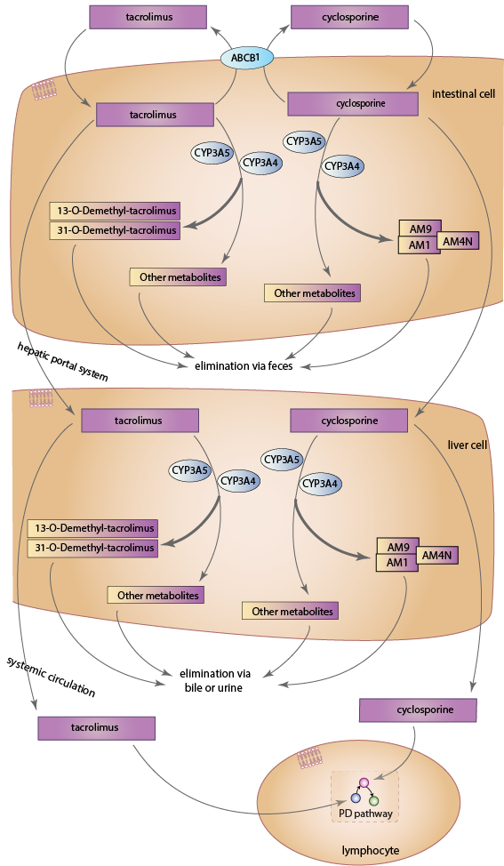 2019 year - Cyclosporine 2019 year