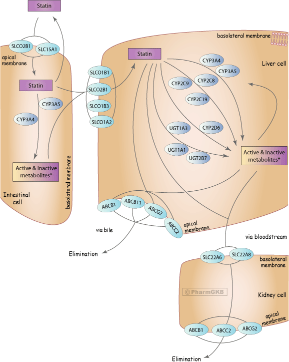 Statin Pathway - Generalized, Pharmacokinetics