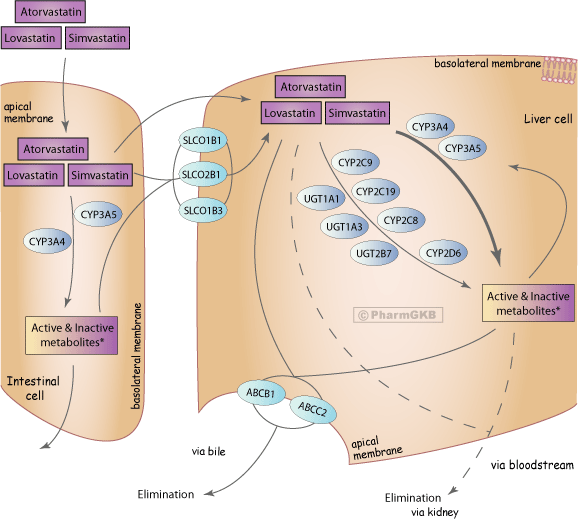 Atorvastatin/Lovastatin/Simvastatin Pathway, Pharmacokinetics