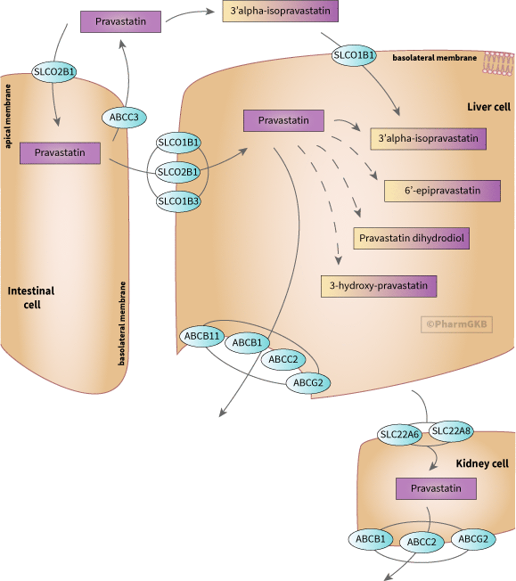 pravastatin 途徑, 藥物動力學圖