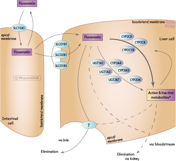 Fluvastatin Pathway, Pharmacokinetics