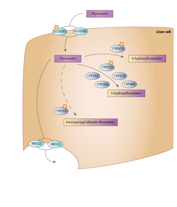 fluvastatin 藥物動力學途徑圖