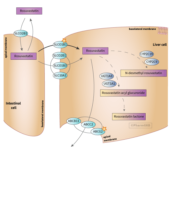 Rosuvastatin 藥物動力學途徑圖