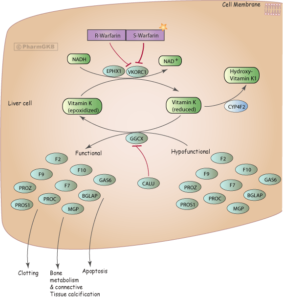 [The Warfarin Pathway](https://s3.pgkb.org/pathway/PA145011114.png?versionId=WPnE8UK.Ot6e_jjG2Uq2vvHnlTAiQxNX)