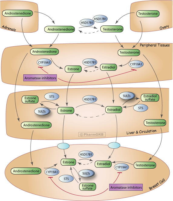 Aromatase Inhibitor Pathway (Multiple Tissues), Pharmacodynamics