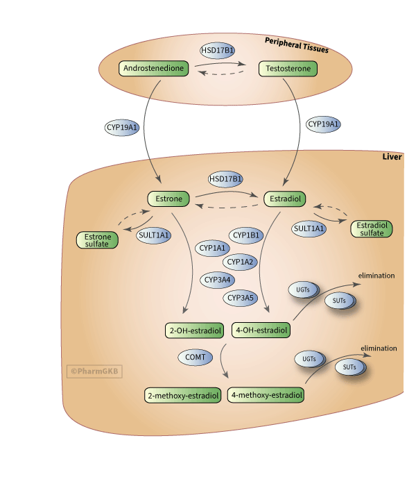 Estrogen Metabolism Pathway, Pharmacokinetics diagram