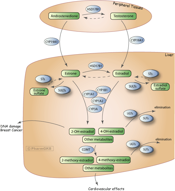 metabolism diagram