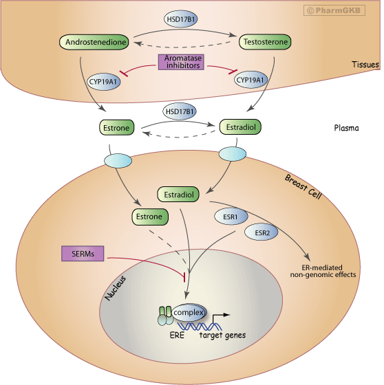 Aromatase Inhibitor Pathway (Breast Cell), Pharmacodynamics