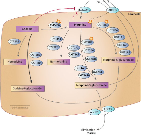 Drug Metabolism Chart