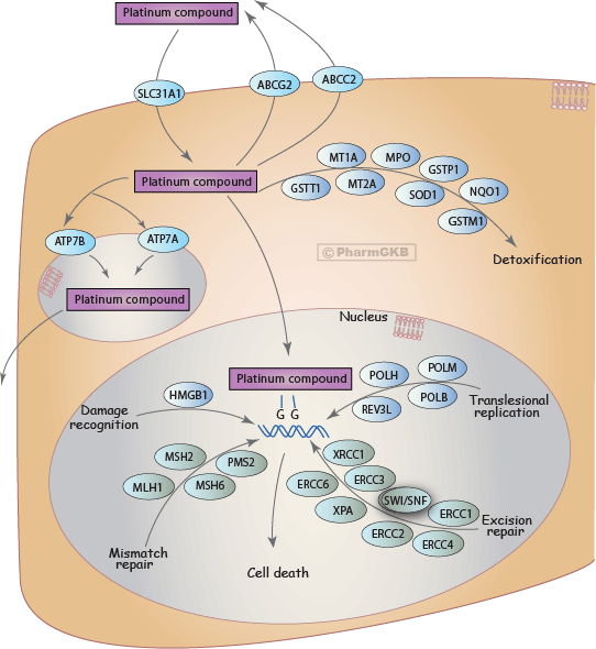 Platinum Pathway, Pharmacokinetics/Pharmacodynamics