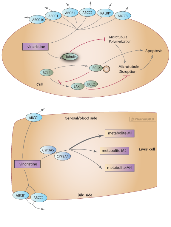 Vinka Alkaloid Pathway, Pharmacokinetics