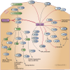 Celecoxib Pathway, Pharmacodynamics diagram