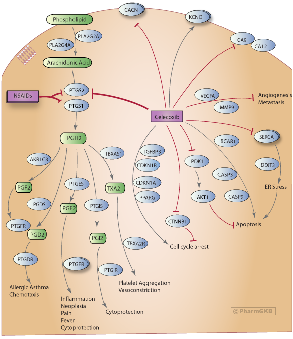 Celecoxib Pathway Pharmacodynamics Overview