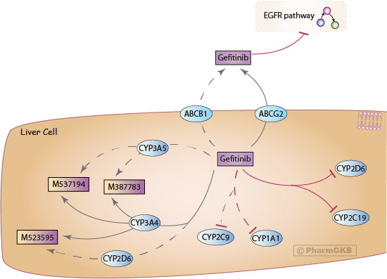 Gefitinib Pathway, Pharmacokinetics