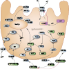 Proton Pump Inhibitor Pathway, Pharmacodynamics diagram