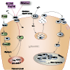 Anti-diabetic Drug Potassium Channel Inhibitors Pathway, Pharmacodynamics diagram