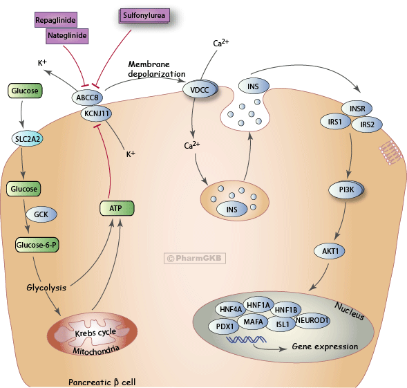 Anti-diabetic Drug Potassium Channel Inhibitors Pathway, Pharmacodynamics