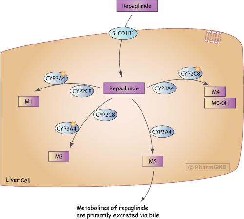 prandin mechanism of action