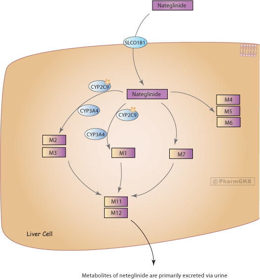 Anti-diabetic Drug Nateglinide Pathway, Pharmacokinetics