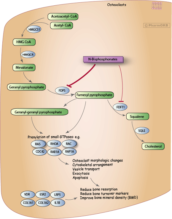 Bisphosphonate Pathway, Pharmacodynamics