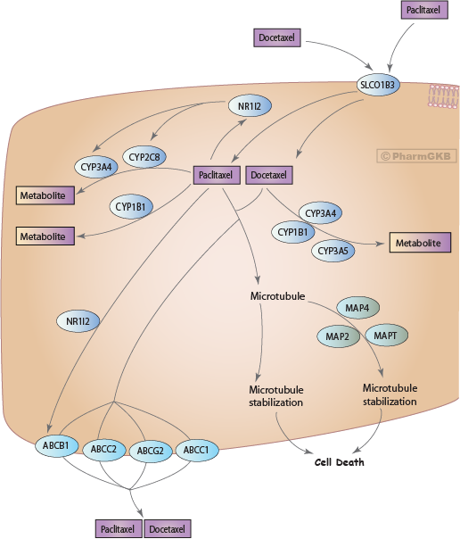 Taxane Pathway, Pharmacokinetics