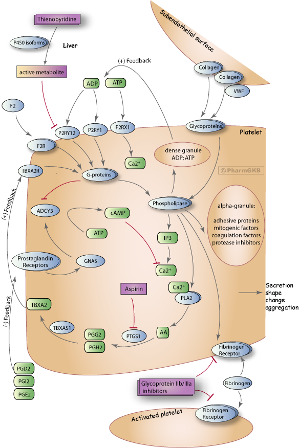 Platelet Aggregation Inhibitor Pathway Pharmacodynamics