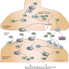 Selective Serotonin Reuptake Inhibitor Pathway, Pharmacodynamics diagram