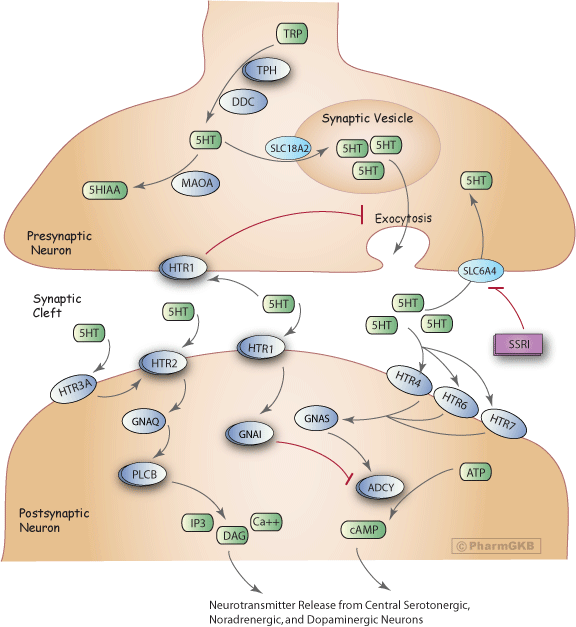 Selective Serotonin Reuptake Inhibitor Pathway, Pharmacodynamics