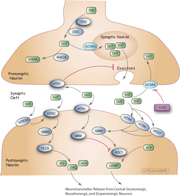 reuptake neuron