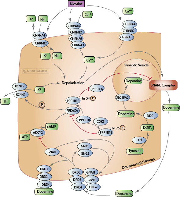 epinephrine pathway