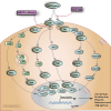 EGFR Inhibitor Pathway, Pharmacodynamics diagram