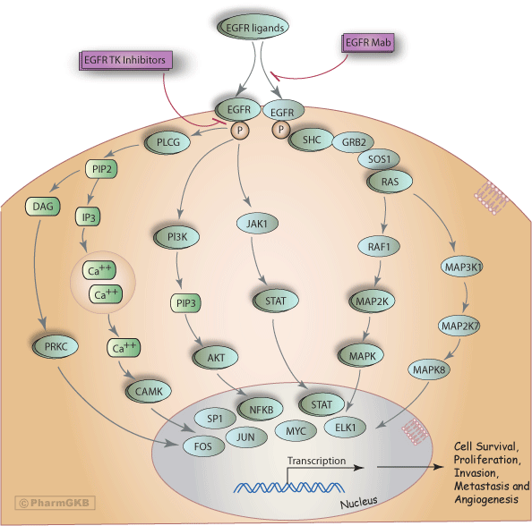 egfr inhibitor egfr inhibitor