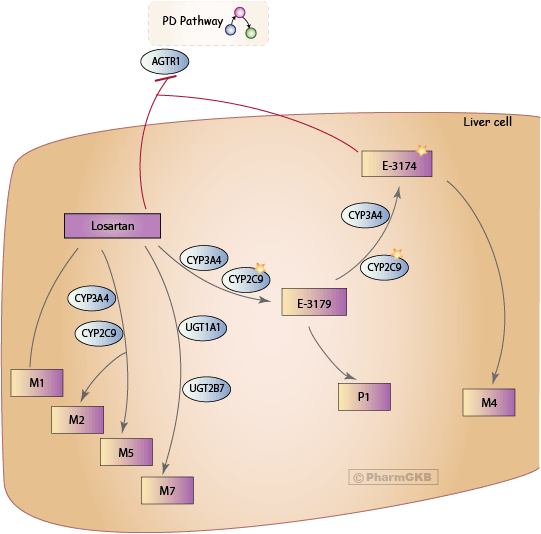 Pharmacokinetics of the most commonly used antihypertensive drugs