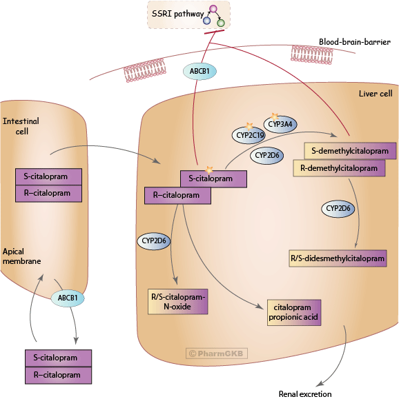 Citalopram Pathway Pharmacokinetics