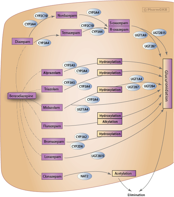 Benzodiazepine Metabolism Chart