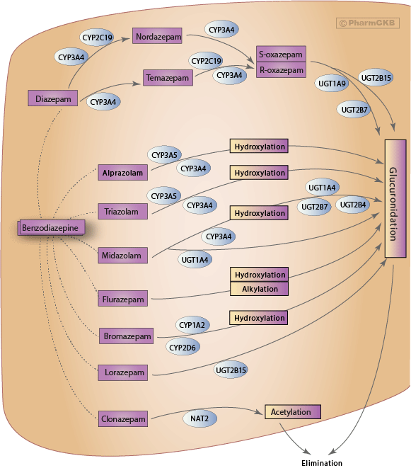 Do Benzodiazepines Slow Metabolism?