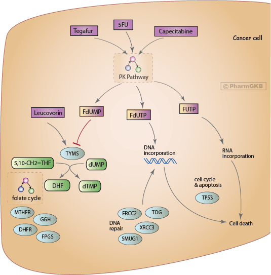 Fluoropyrimidine Pathway, Pharmacodynamics