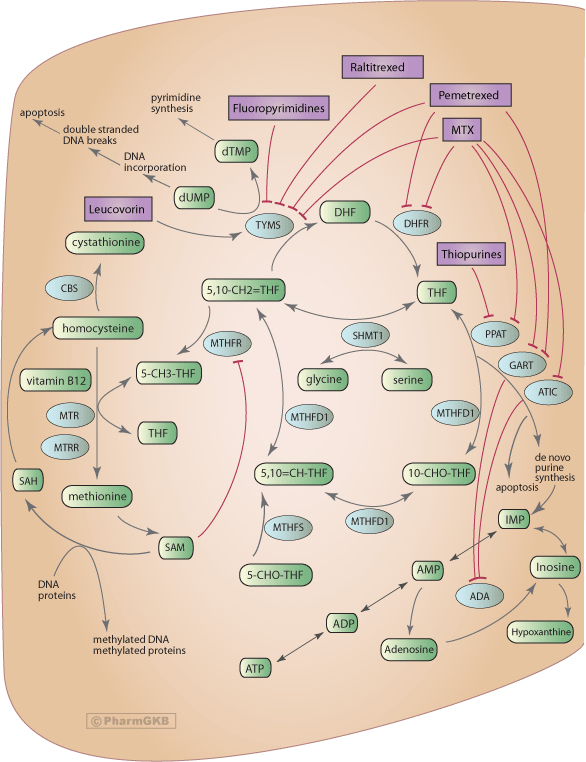 Antimetabolite Pathway - Folate Cycle, Pharmacodynamics