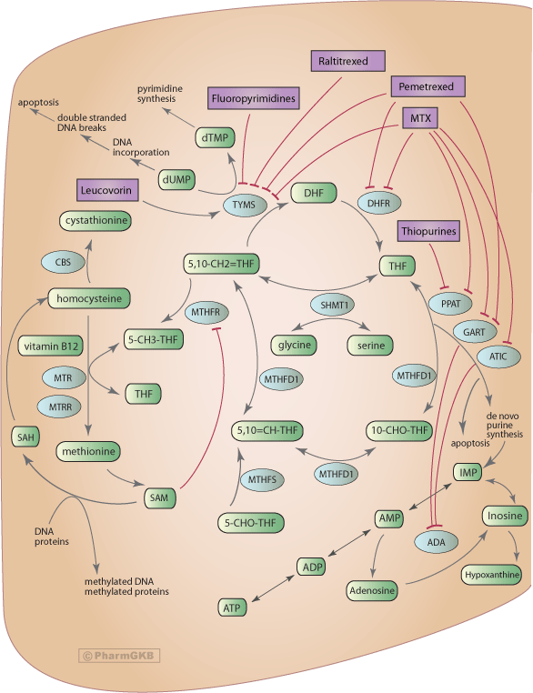 folate metabolism methotrexate