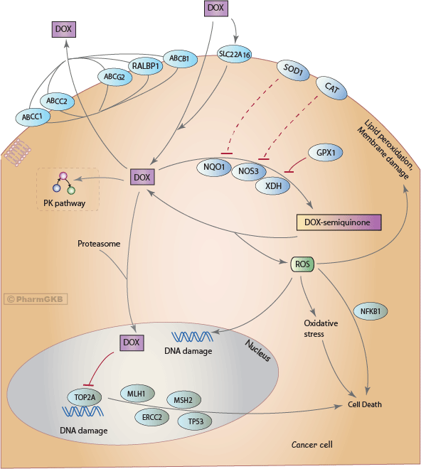Doxorubicin Pathway (Cancer Cell), Pharmacodynamics