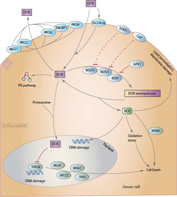 Doxorubicin Pathway Cancer Cell Pharmacodynamics