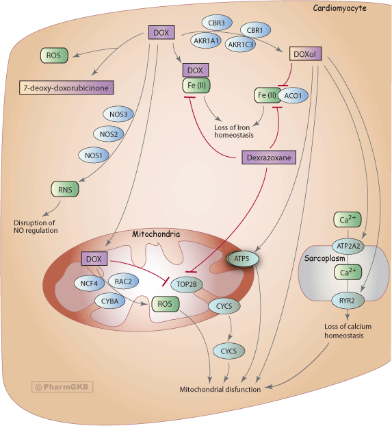 Doxorubicin Pathway (Cardiomyocyte Cell), Pharmacodynamics