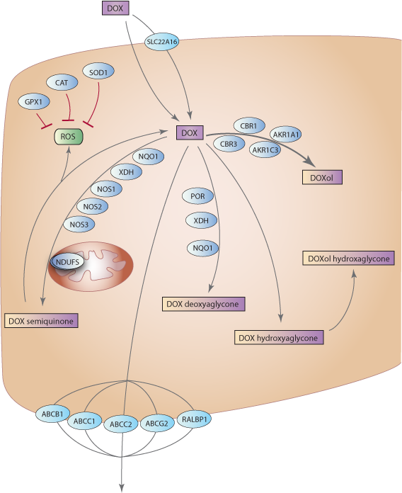 Doxorubicin Pathway, Pharmacokinetics