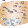 Busulfan Pathway, Pharmacodynamics diagram
