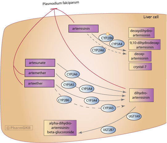 Artemisinin and Derivatives Pathway, Pharmacokinetics