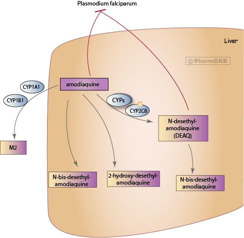 chloroquine mechanism of action