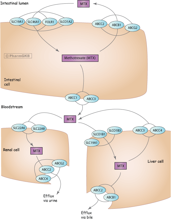 ketotifen liver ketotifen dosage clenbuterol