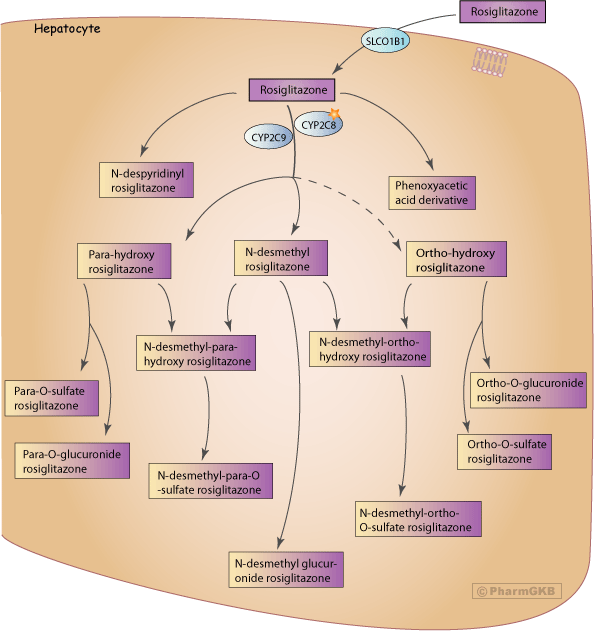 Rosiglitazone Pathway, Pharmacokinetics