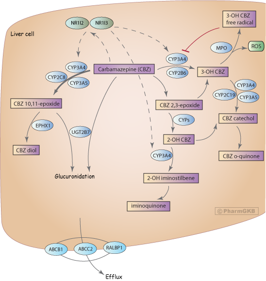 Pharmgkb summary tramadol pathway