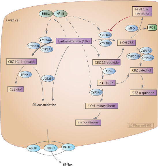 Carbamazepine Pathway Pharmacokinetics